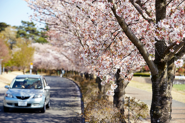 5 Car Care Tips for Spring